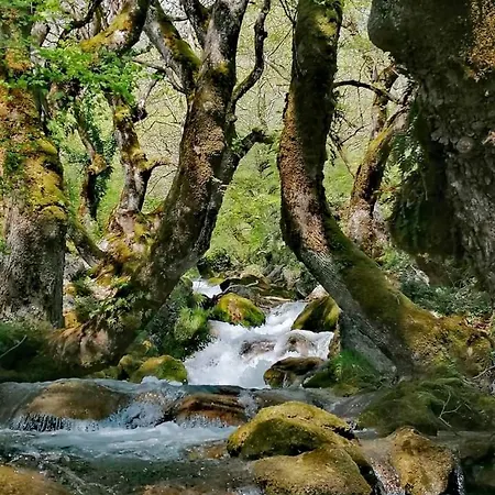 Alex House Gorgogiri